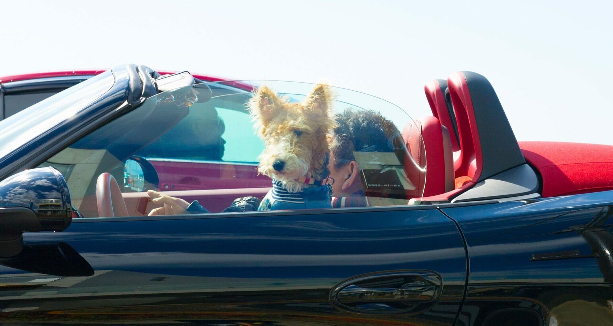 Chien dans une voiture de luxe noire